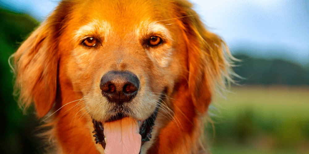 Changing Personalities? New Study Shows That Your Dog’s Personality