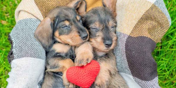 Hearts A Flutter: A New Study Finds Your Doxie’s Heart Rate Elevates Every Time You Say Those Three Special Words… I Love You