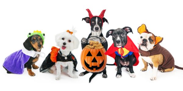 Howl-o-ween: 5 Ways To Celebrate Spooky Season With Your Pup!