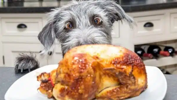 Easy Thanksgiving Meal for your Doggie!