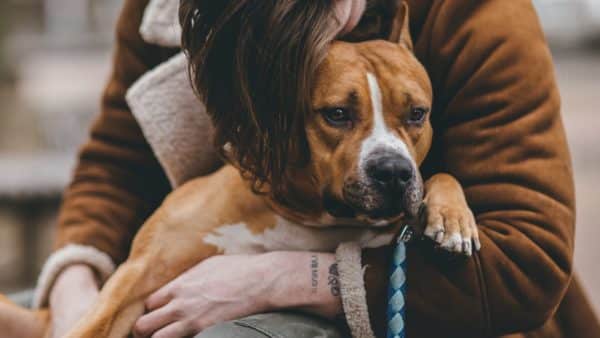 How Can Dogs Sense What Is Going To Happen To Their Owner?