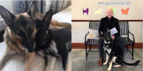 Make Way for the DOTUS: Joe Biden’s Dogs Have Their Own Instagram Account!