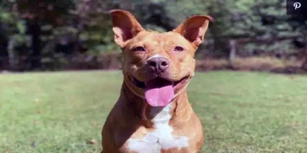 Delaware Dog Finally Gets Adopted After 866 Days in a Shelter!