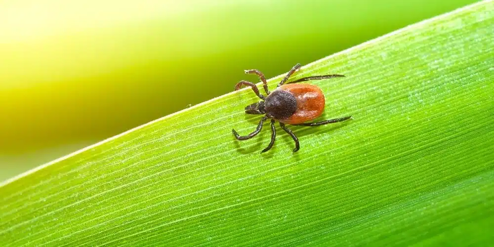 How To Remove A Tick From Your Dog In 4 Easy Steps