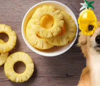 Can Dogs Eat Pineapple? Our Vet Weighs In