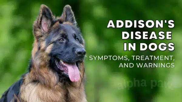Addison’s Disease in Dogs: Symptoms, Treatment & Prevention