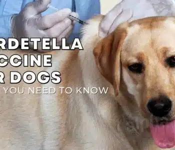 Bordetella Vaccine for Dogs: Here’s What You Need to Know