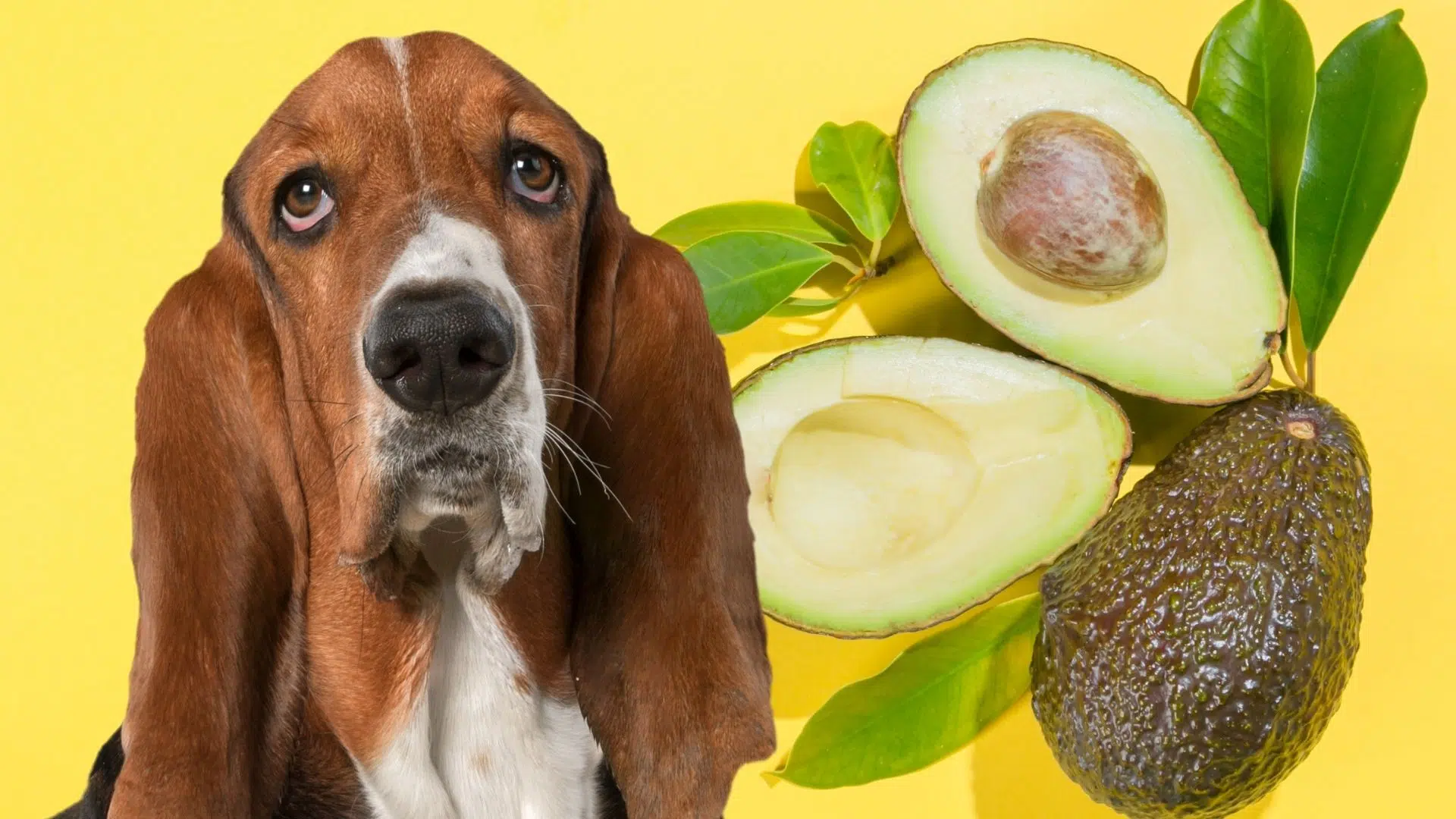 Can Dogs Eat Avocado? Our Vet Weighs In