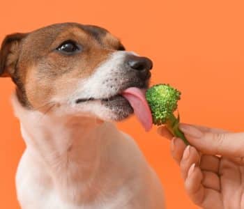 Can Dogs Eat Broccoli? Our Vet Weighs In