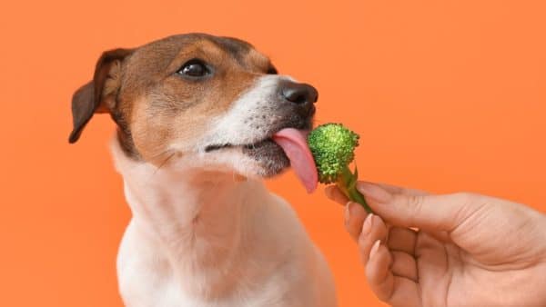 Can Dogs Eat Broccoli? Our Vet Weighs In