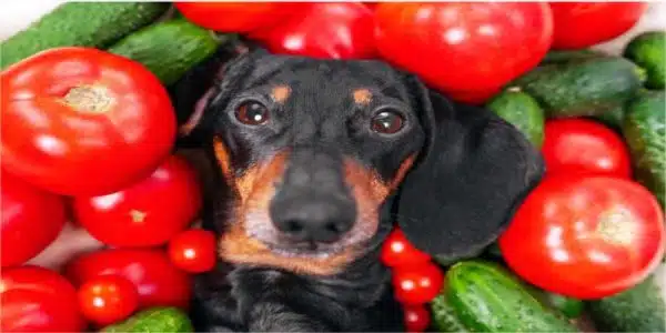 Can Dogs Eat Tomatoes? Our Vet Weighs In