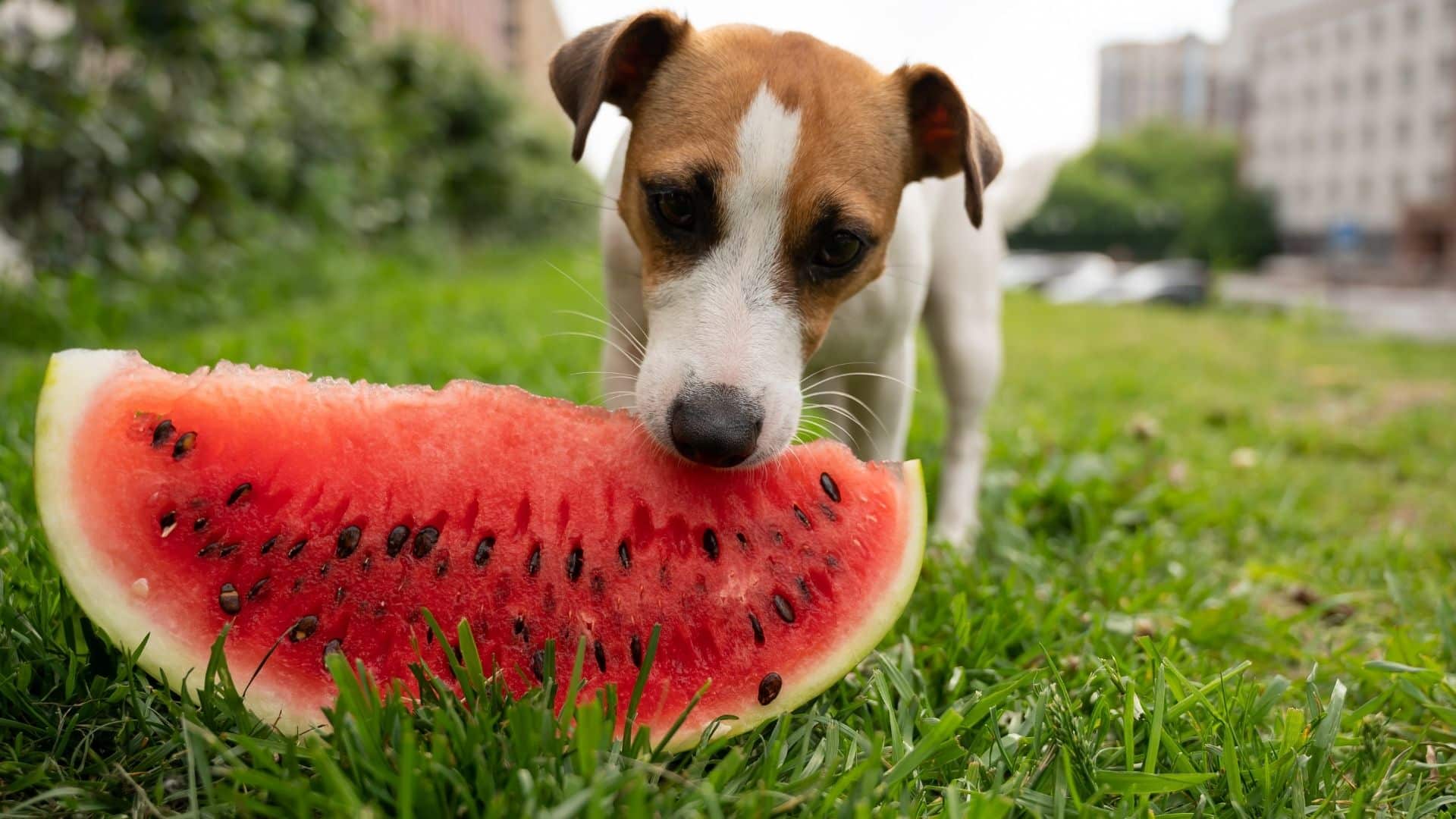 can dogs eat watermelon seeds