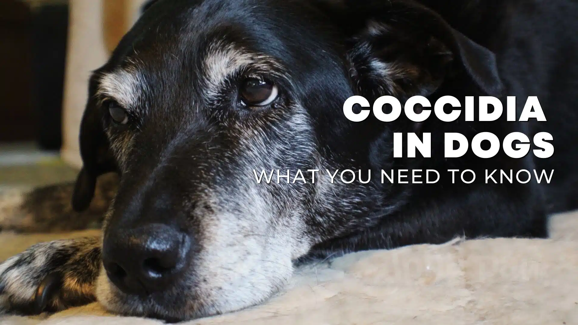 Coccidia in Dogs: What Pet Parents Need to Know