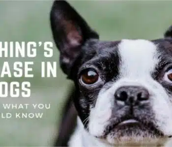 Cushing’s Disease in Dogs: Here’s What You Should Know
