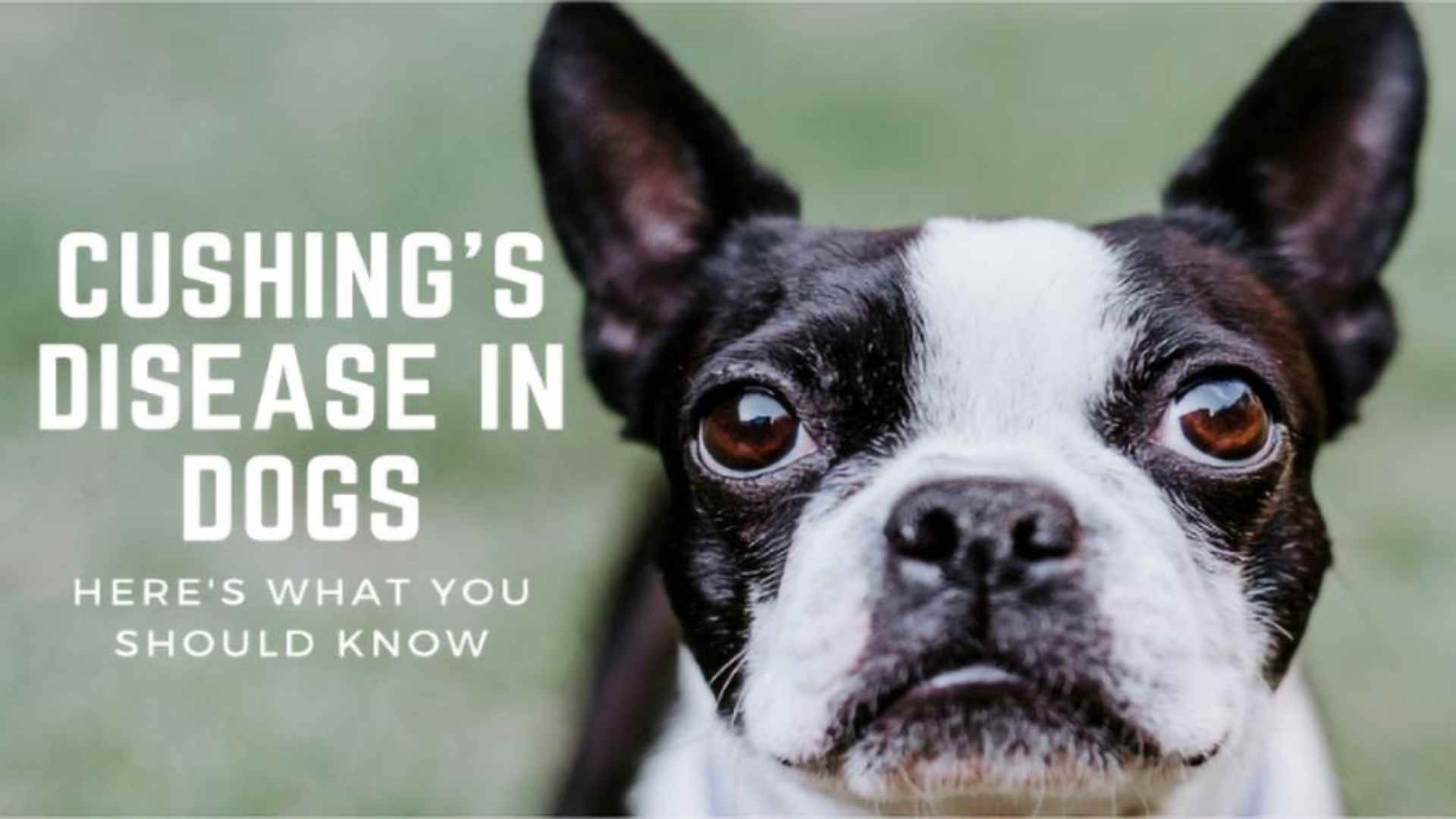 Cushing’s Disease in Dogs: Here’s What You Should Know