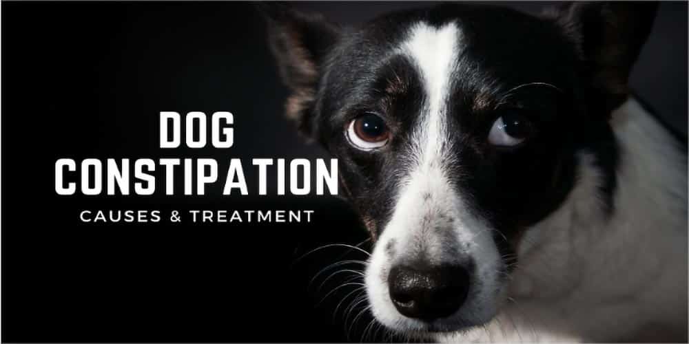 Dog Constipation: Causes & Treatment