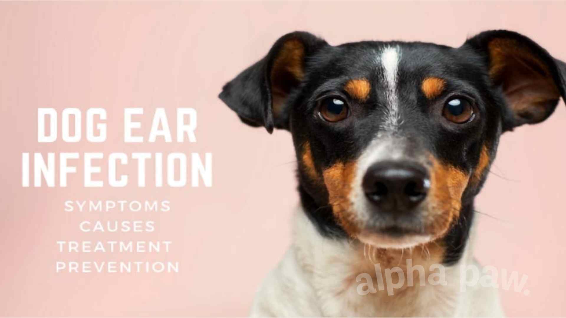 Dog Ear Infection: Symptoms, Causes, Treatment & Prevention