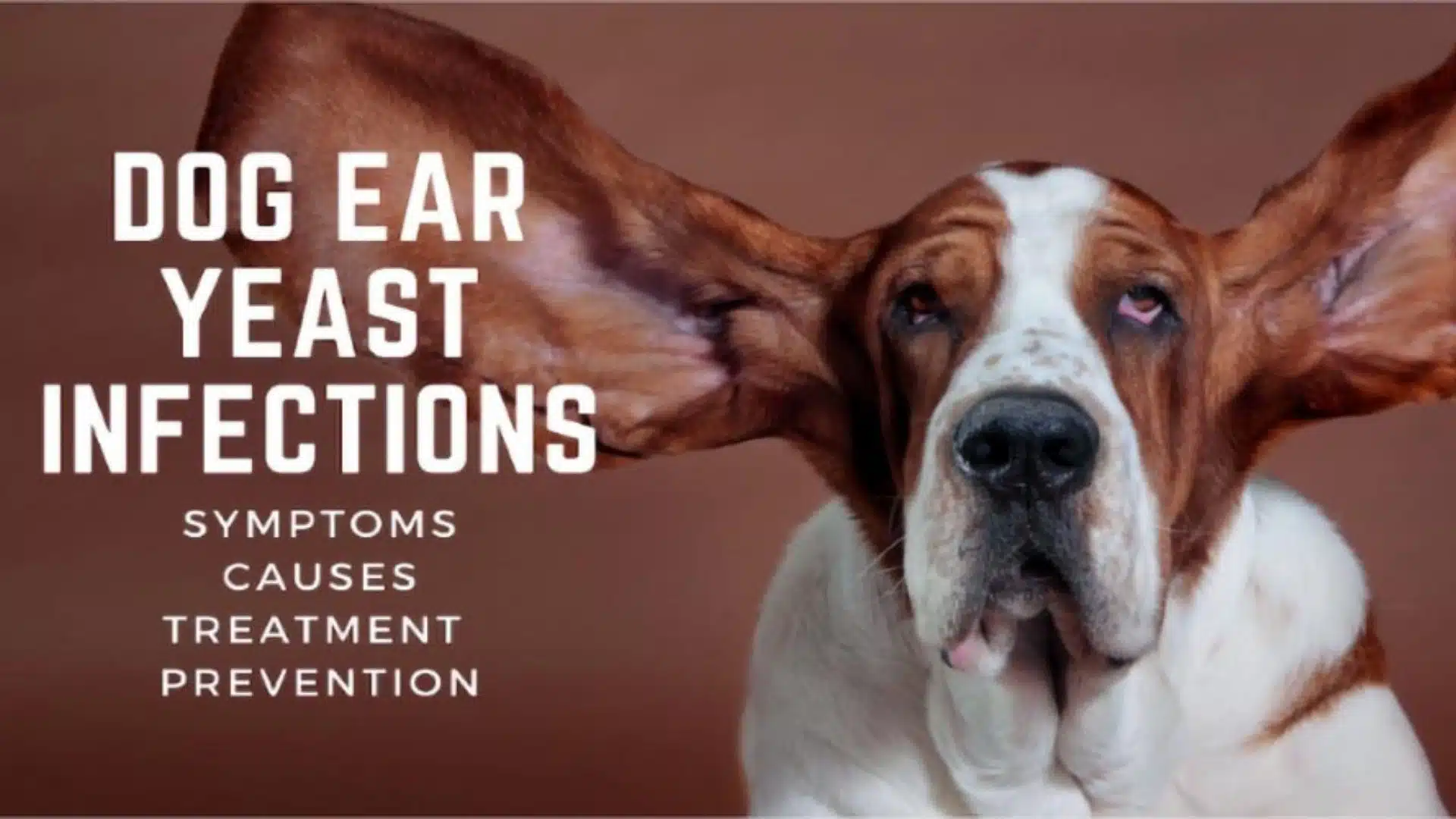 Dog Ear Yeast Infections: Symptoms, Causes, Treatment & Prevention