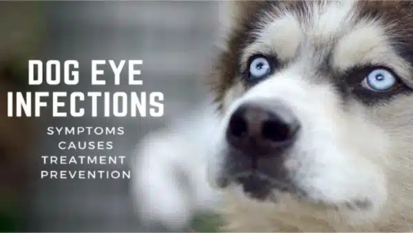 Dog Eye Infections: Symptoms, Causes, Treatment & Prevention