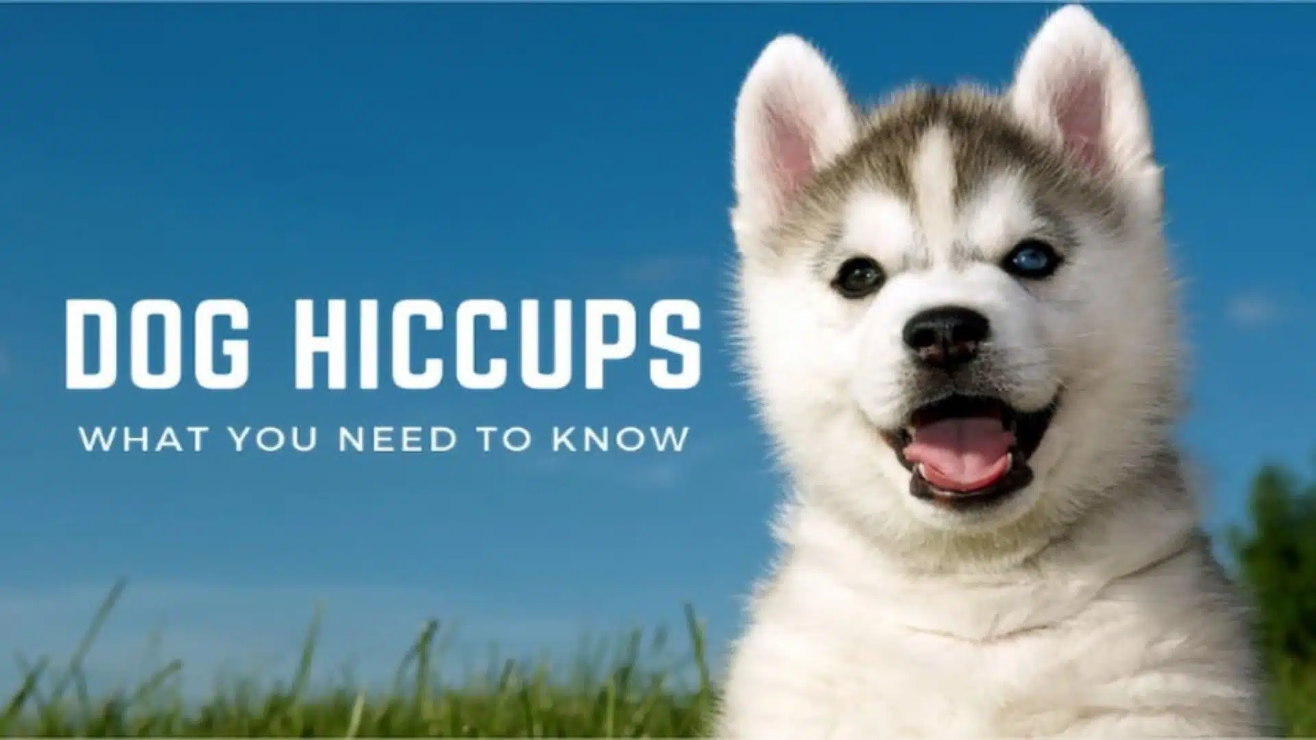 Dog Hiccups: What You Need to Know