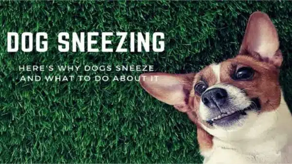 Dog Sneezing? Here’s Why Dogs Sneeze!