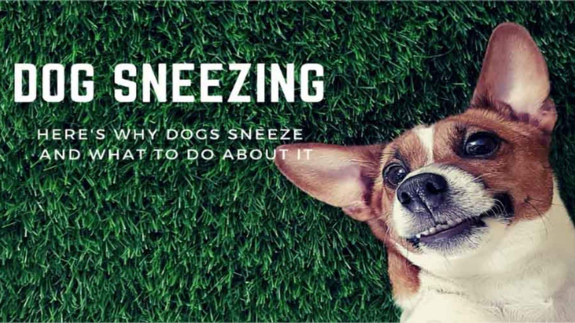 Dog Sneezing? Here’s Why Dogs Sneeze – And What To Do About It
