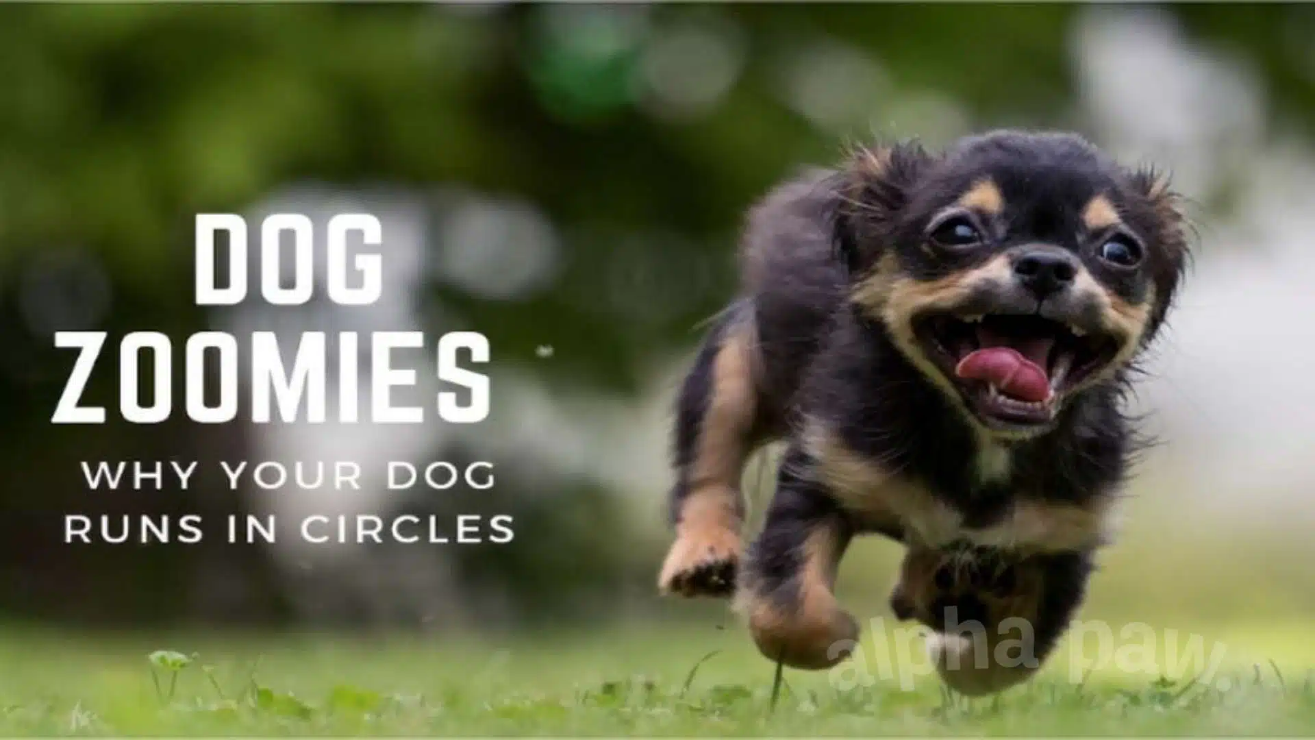 Dog Zoomies: Why Your Dog Runs in Circles (& What to Do)