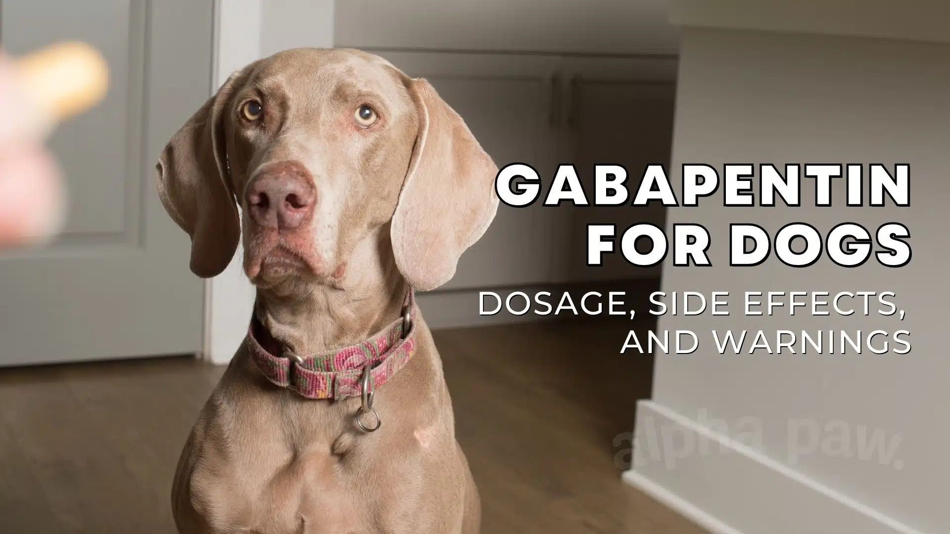 Gabapentin for Dogs: Dosage, Side Effects and Warnings