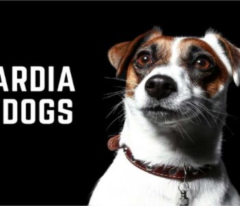 Giardia in Dogs: Here’s What Pet Parents Need to Know