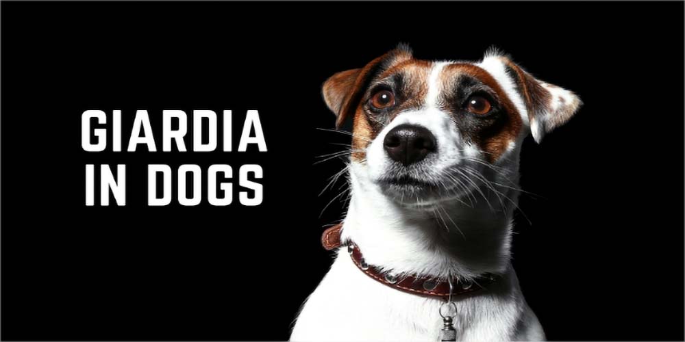 Giardia in Dogs: Here’s What Pet Parents Need to Know