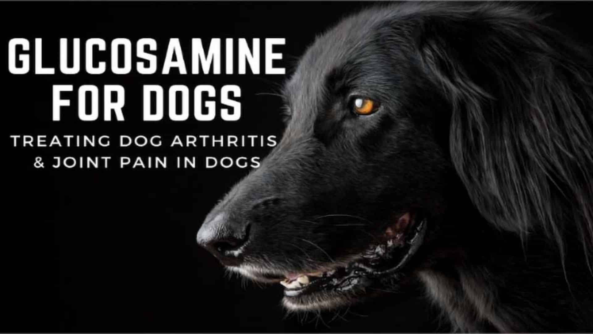 Glucosamine For Dogs: Treating Dog Arthritis &amp; Joint Pain In Dogs