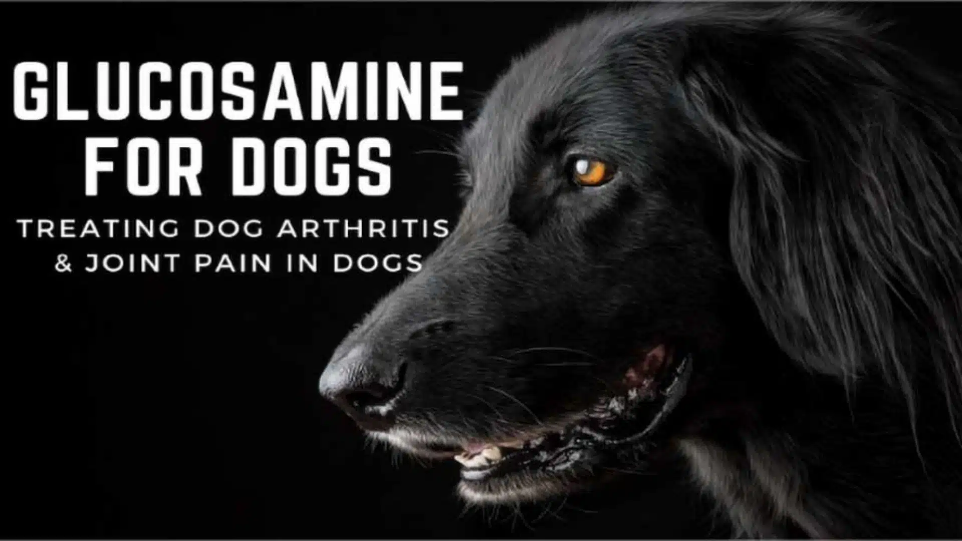 Glucosamine for Dogs: Treatment and Dosage for Canines