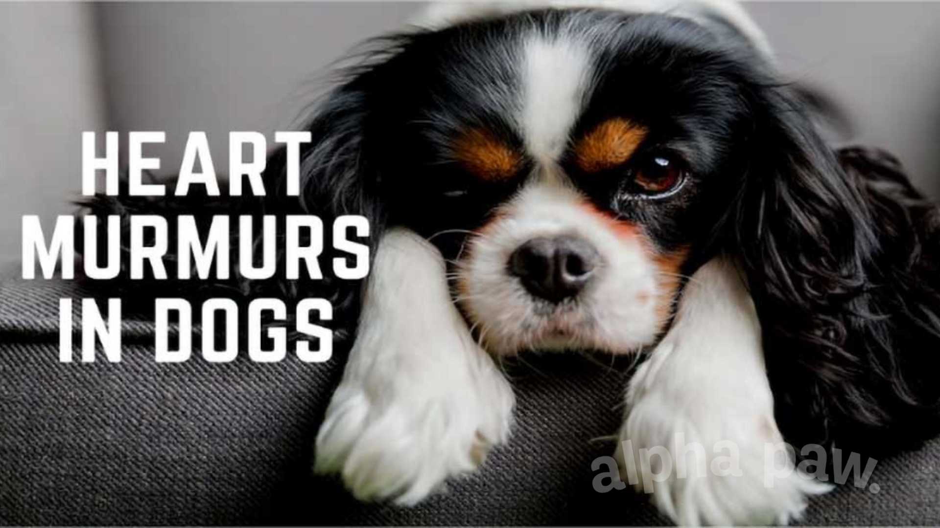 Heart Murmurs in Dogs 1
