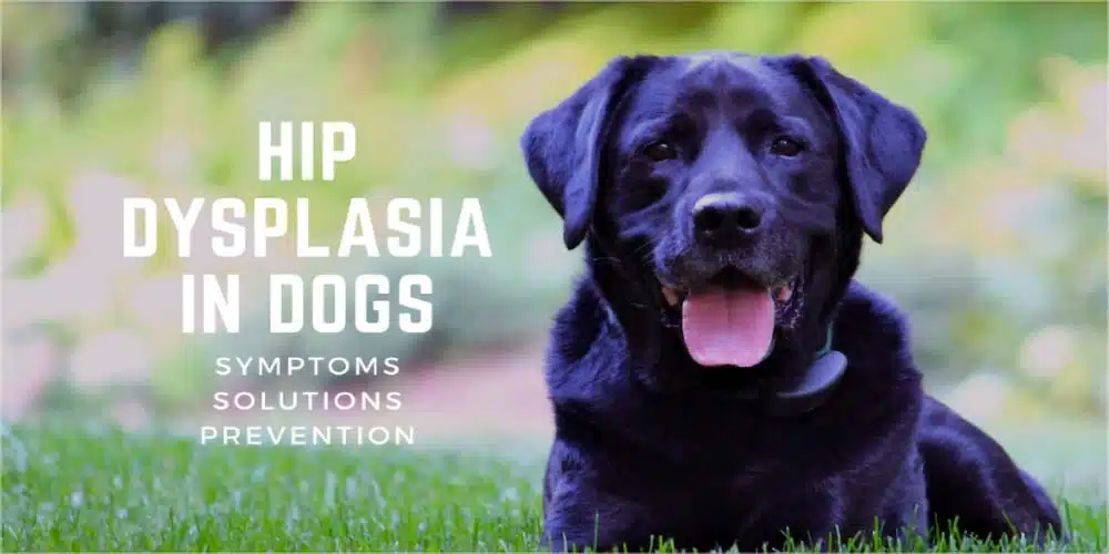 Hip Dysplasia in Dogs: Symptoms, Solutions & Prevention
