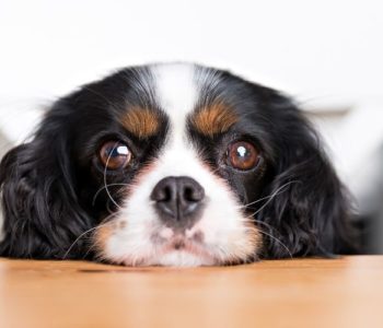 Hot Spots on Dogs: Causes, Treatment & Prevention [Vet Expert Guide]