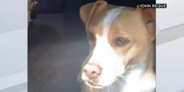 Delivery Driver Helps Lost Dog Get Back Home