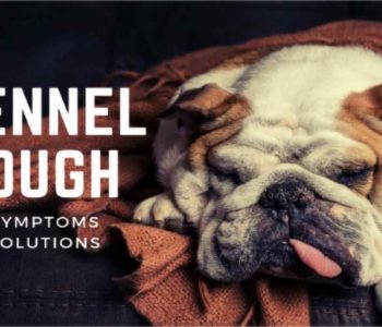 Kennel Cough: Symptoms & Solutions