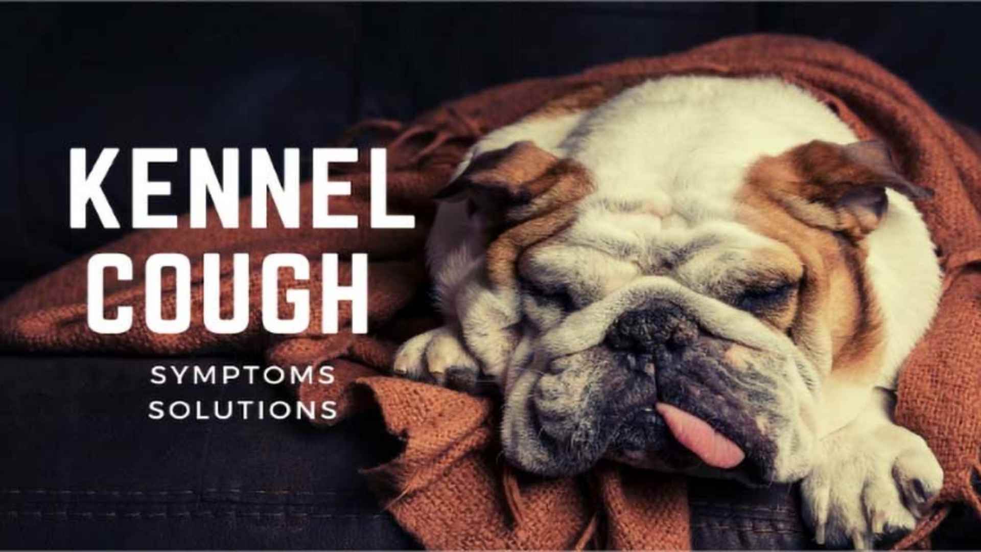 Kennel Cough: Symptoms & Solutions