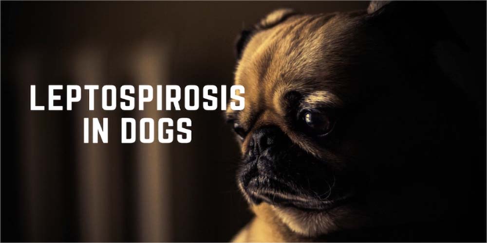 What Is Leptospirosis in Dogs? Here’s Everything You Should Know