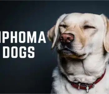 Lymphoma in Dogs: Symptoms, Diagnosis & Treatment