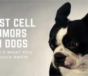 Mast Cell Tumors in Dogs: Here’s What You Should Know