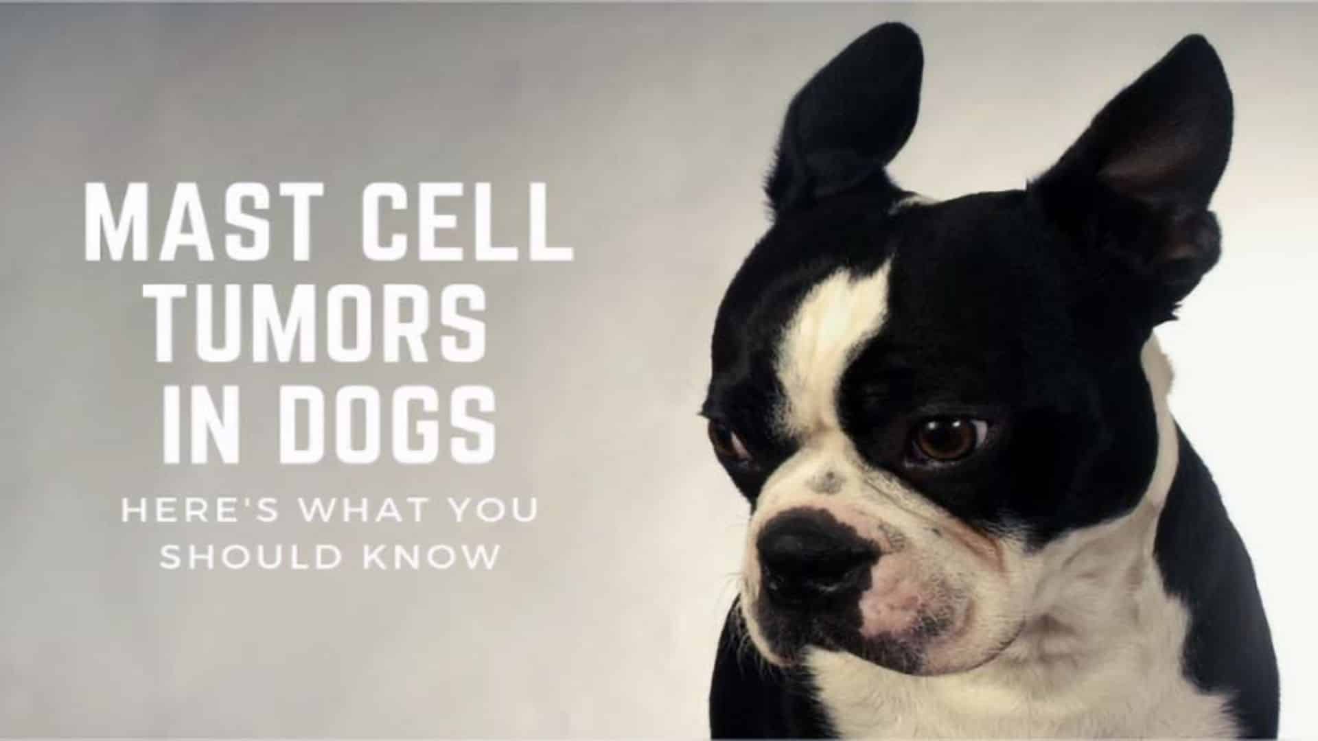 Mast Cell Tumors in Dogs Heres What You Should Know