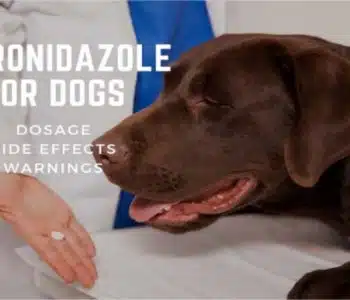 Metronidazole for Dogs: Dosage, Side Effects & Warnings