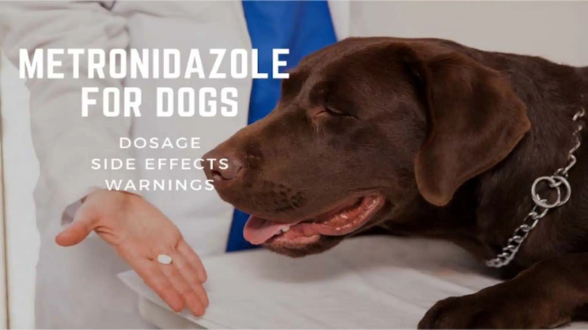Metronidazole for Dogs: Dosage, Side Effects & Warnings