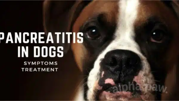 Pancreatitis In Dogs: Symptoms and Treatment