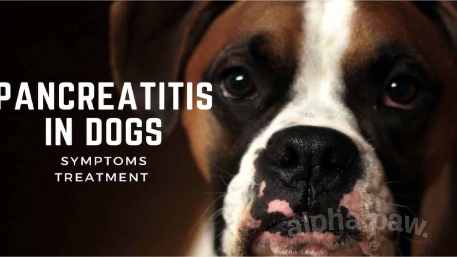Pancreatitis In Dogs: Symptoms & Treatment