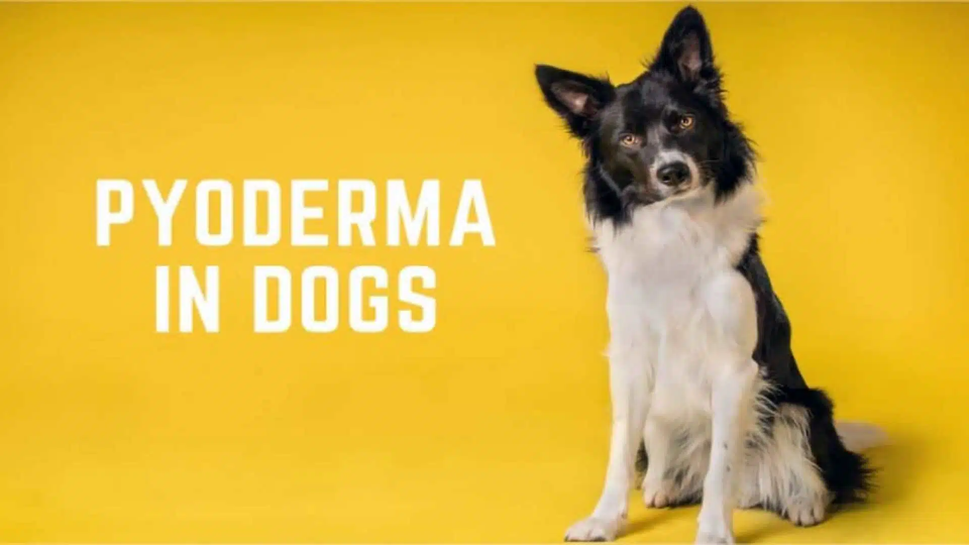 Pyoderma In Dogs: What You Should Know