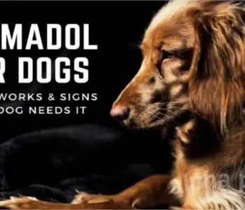 Tramadol for Dogs: How It Works & Signs Your Dog Needs It