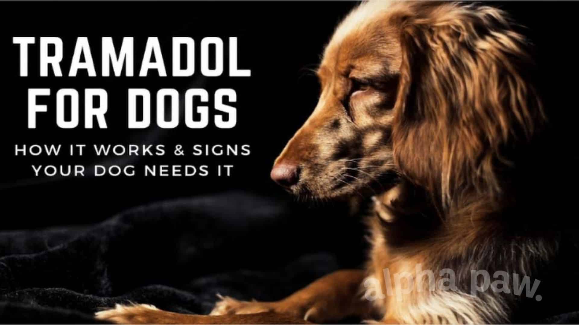 Tramadol for Dogs: How It Works & Signs Your Dog Needs It