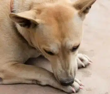Why Do Dogs Lick Their Paws? The Surprising Answers